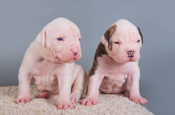 Dwa śmieszne amerykańskie szczeniaki Bulldog na szarym - Zdjęcie, obraz