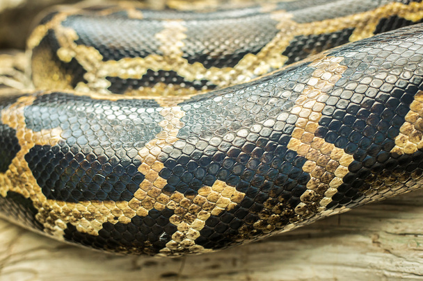 Snake skin - Foto, Imagen