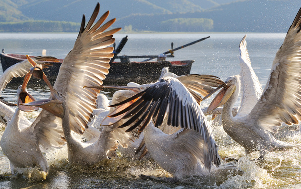 Pelicans - Fotografie, Obrázek