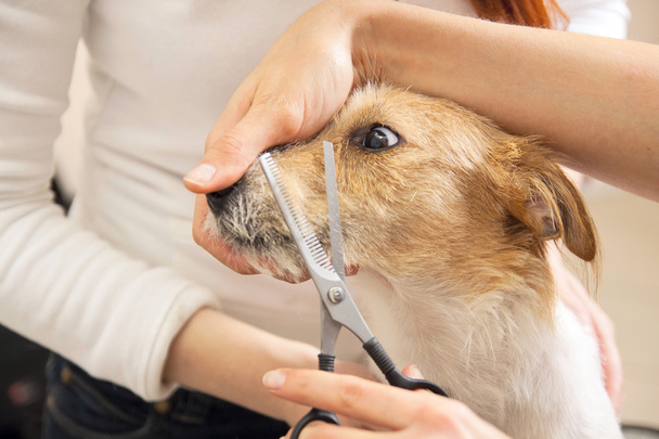 Hairdresser mows Jack Russell Terrier fur - Fotó, kép