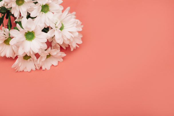 White flowers on a coral background in the upper left corner. Copy space.  - Photo, Image