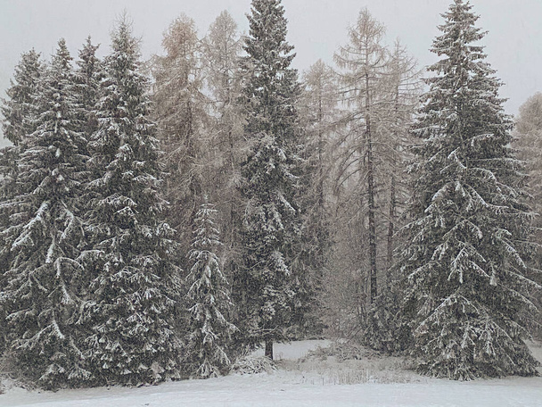 冬の風景白,トレンティーノの雪,イタリア,山のアルプス - 写真・画像