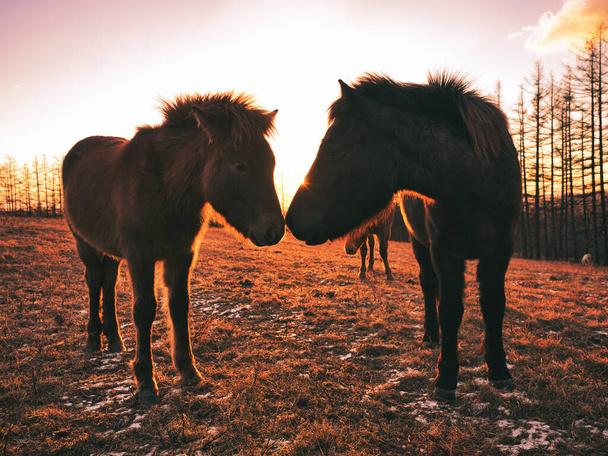 İki at ve kışın gün doğumu - Fotoğraf, Görsel