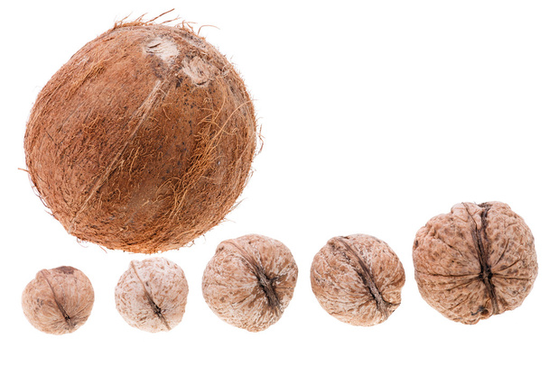 kokos en vijf walnoten - Foto, afbeelding