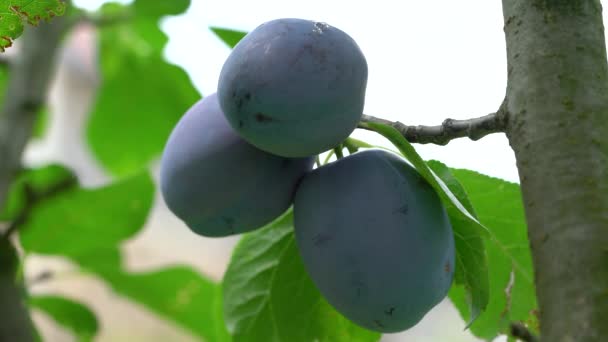 Ripe Organic Plums in natural environment  - Footage, Video