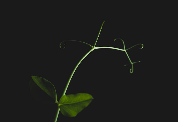 Macro close up portrait  of a pea plant on black background  - 写真・画像