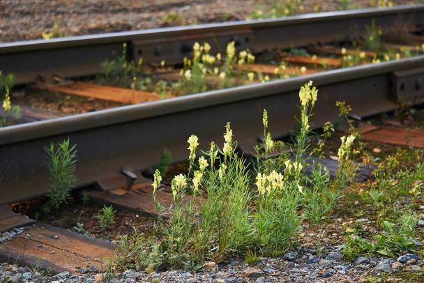 wild toadflax flowers have grown between sleepers and rails on railway tracks - Photo, Image