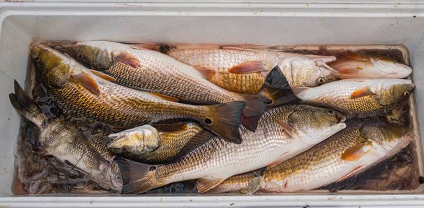 Свежий улов красной рыбы и черного барабана с рыбалки в заливе Баратария - Фото, изображение