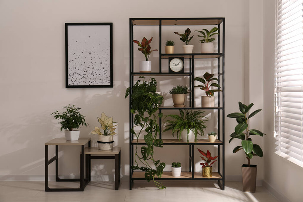 Shelving unit with collection of beautiful houseplants indoors - Фото, зображення