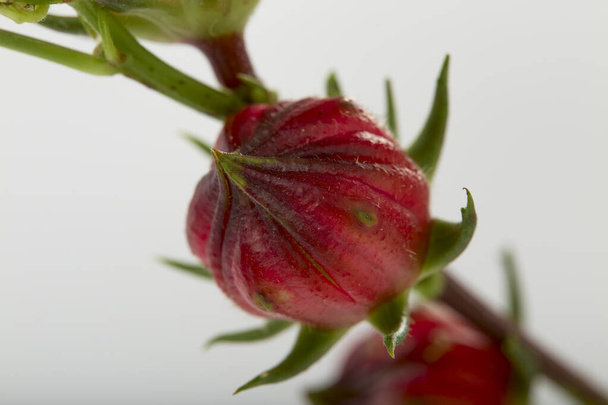 Cerrar Hibiscus sabdariffa fruta roja o rosada sobre fondo blanco - Foto, imagen