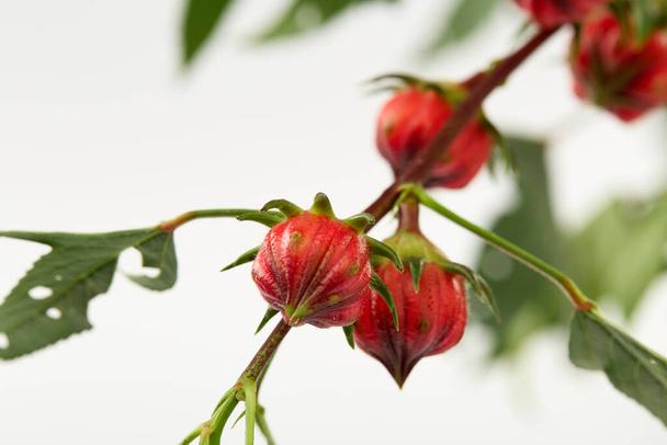 Közelkép Hibiscus sabdariffa piros vagy roselle gyümölcs fehér alapon - Fotó, kép