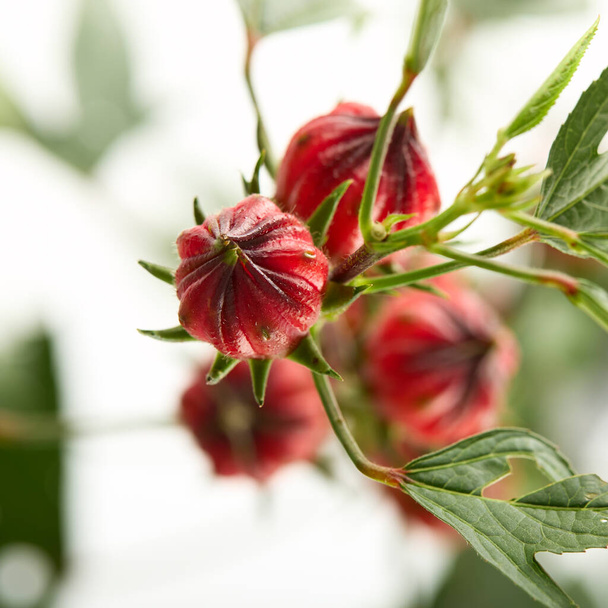 Κοντινό πλάνο Hibiscus sabdariffa κόκκινο ή Roselle φρούτα σε λευκό φόντο - Φωτογραφία, εικόνα