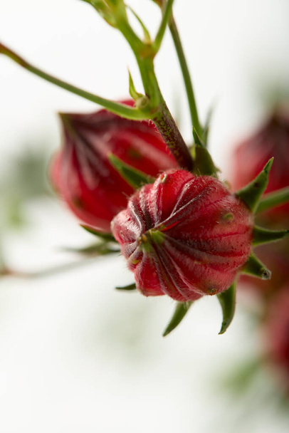 Közelkép Hibiscus sabdariffa piros vagy roselle gyümölcs fehér alapon - Fotó, kép