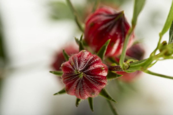 Cerrar Hibiscus sabdariffa fruta roja o rosada sobre fondo blanco - Foto, imagen