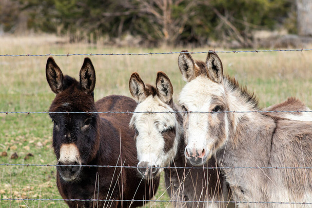 Группа коричневых и белых ослов, стоящих рядом с проволочным забором. Высокое качество фото - Фото, изображение