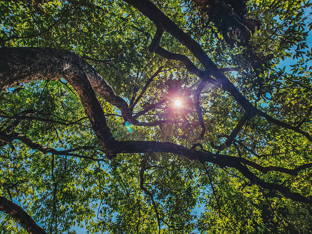 Зеленые листья с лучами солнца, сияющими между ветвями деревьев в свежем лесу с видом сверху - Фото, изображение