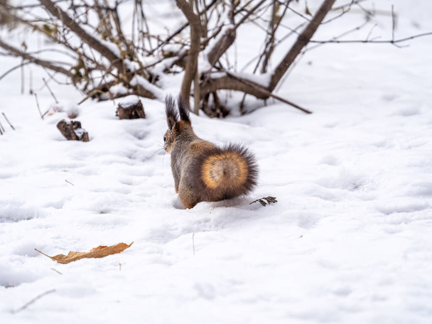A rear view of a squirrel in grey winter coat against the snow background. The magnificent tail of a squirrel. Eurasian red squirrel, Sciurus vulgaris - Фото, зображення