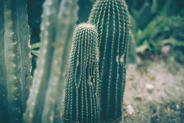Closeup of spines on cactus, background or texture - Foto, Imagem