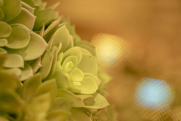 Close Up Of Artificial Cactus Against with gold color background - Foto, Bild