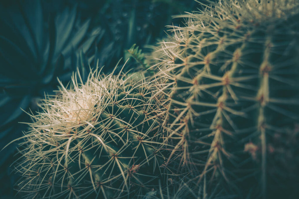 Closeup of spines on cactus, background or texture - Foto, afbeelding