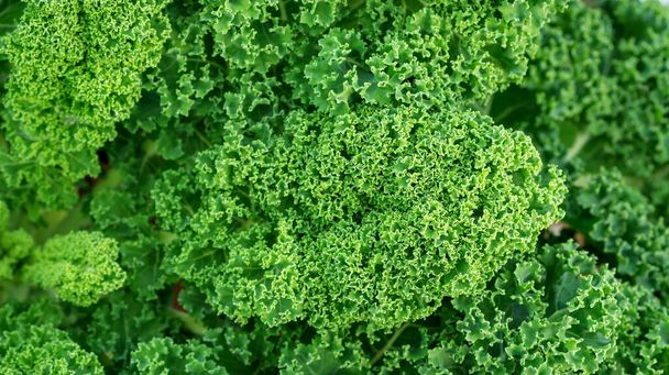 Nahaufnahme einer grünen Grünkohlpflanze im Gemüsegarten. - Foto, Bild