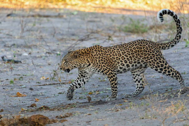 leopardo sudafricano caminando por la orilla del río, Chobe, Panthera pardus, Chobe National Park, Botswana, Africa fauna - Foto, Imagen