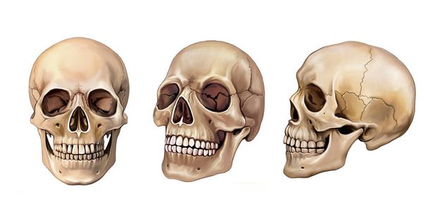 Emberi koponya három perspektívában, fej anatómia, elszigetelt kép fehér háttér - Fotó, kép