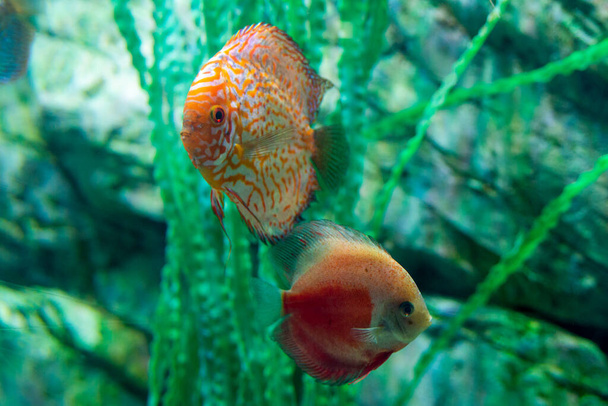 Édesvízi akváriumi halak szimfizodon Discus vagy Symphysodon. - Fotó, kép