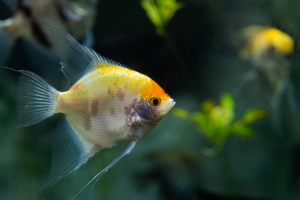 Портрет пресноводных рыб-ангелов или чешуйчатый, Pterophyllum scalare, оранжевый черный белый серебристый цвет. - Фото, изображение