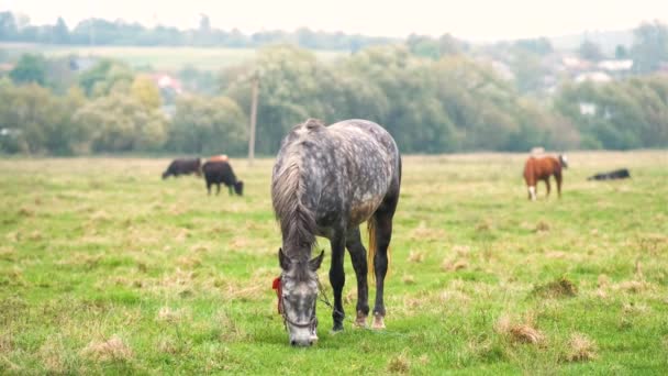 Hermoso caballo gris pastando en el campo de verano. Pastos verdes con semental de granja de alimentación. - Metraje, vídeo