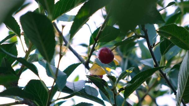 Ramas de cerezo con frutos de colza en el jardín de verano - Foto, Imagen