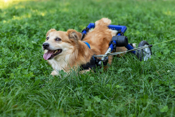緑の芝生の上に寝そべっている車椅子の中で楽しい赤い犬. - 写真・画像