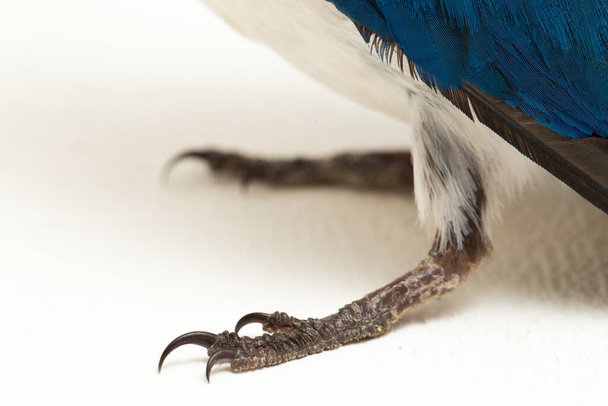 白を背景に孤立したキングフィッシュの鳥（トディアンパス・クロリス） - 写真・画像