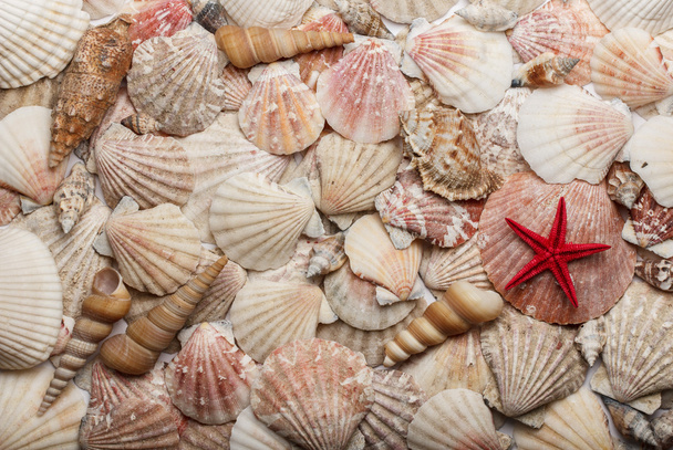 Conchas marinas
 - Foto, imagen
