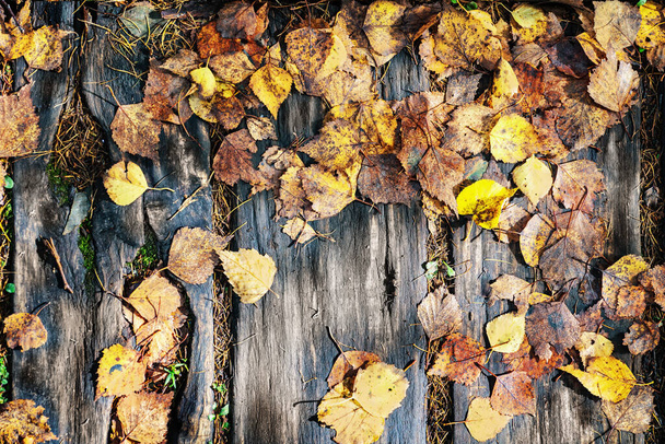 Yellow autumn leaves on a wet old wooden trail. Close view. Top view. - Fotografie, Obrázek