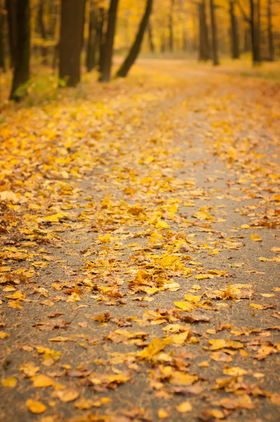 Autumn park - Фото, изображение