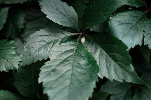 Large dark green leaf close up, background - Zdjęcie, obraz