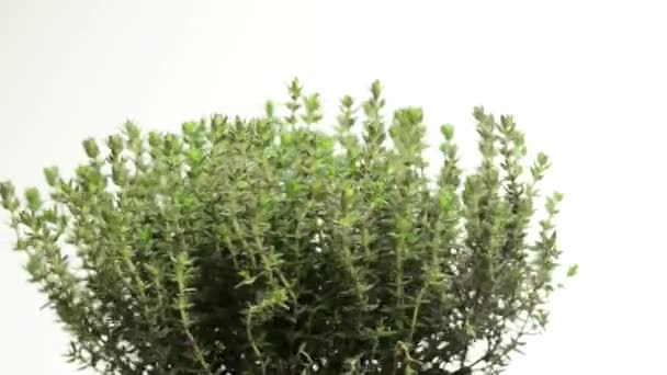 Thyme - Footage, Video