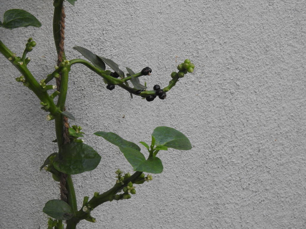 Close-up van Basella Alba Fruit of Spinazie Malabar Fruit op blad met selectieve focus geïsoleerd op witte achtergrond - Foto, afbeelding