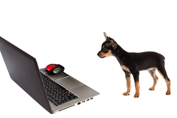 cachorro de perro delante de un ordenador portátil aislado sobre fondo blanco
 - Foto, Imagen