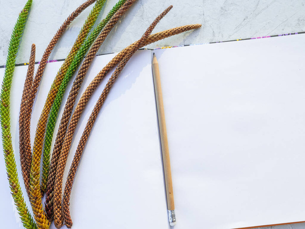 Flat layout of an open notebook with wooden pencil and a bunch of green and orange branches of araucaria tree on a table with marble texture. Thoughtful mood concept. - Photo, Image