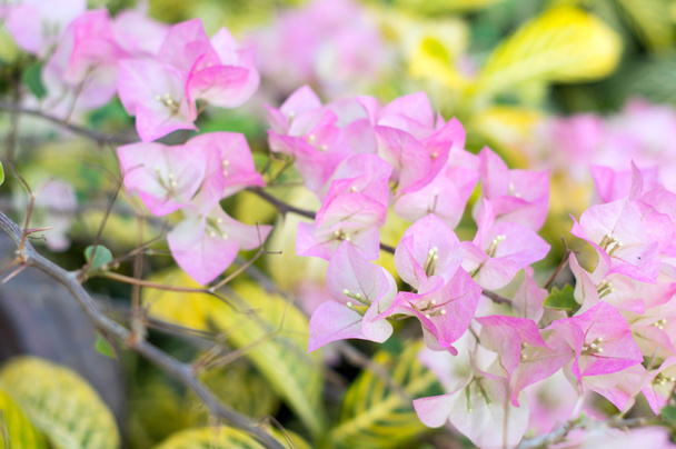 Pink bougainvillea blooms in the garden, soft focus - Foto, afbeelding