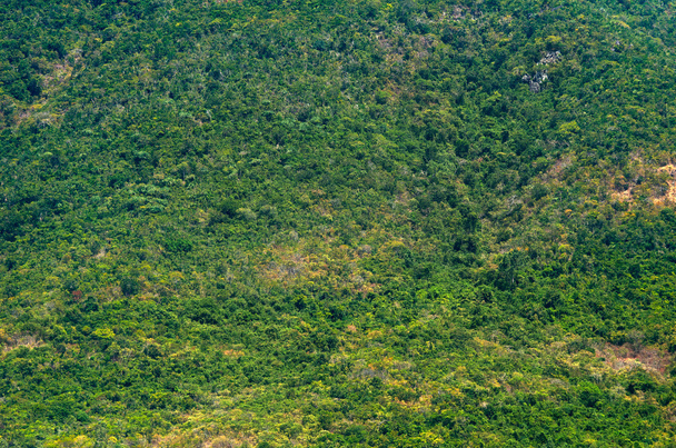 uitzicht vanaf de top op het regenwoud - Foto, afbeelding