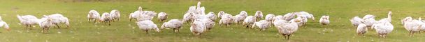 Beaucoup d'oies blanches d'engraissement sur une prairie - Photo, image