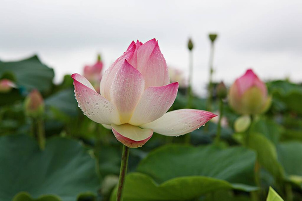 es una flor en el parque coreano - Foto, imagen