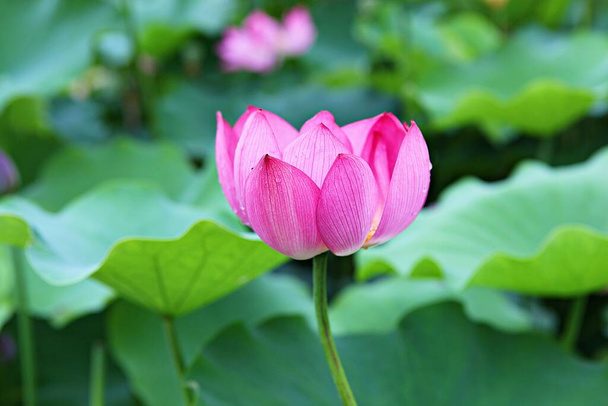 es una flor en el parque coreano - Foto, imagen