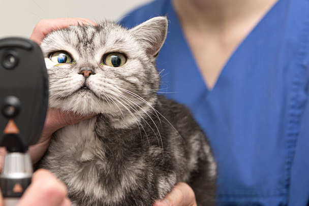 El gato es examinado por el veterinario. El veterinario se ilumina con la lámpara de hendidura en el ojo de la mascota. - Foto, imagen