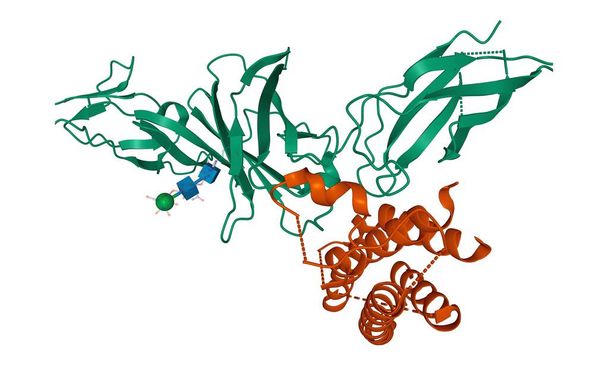 Δομή του human interleukin-12 heterodimer, 3D μοντέλο κινουμένων σχεδίων απομονωμένο, λευκό φόντο - Φωτογραφία, εικόνα