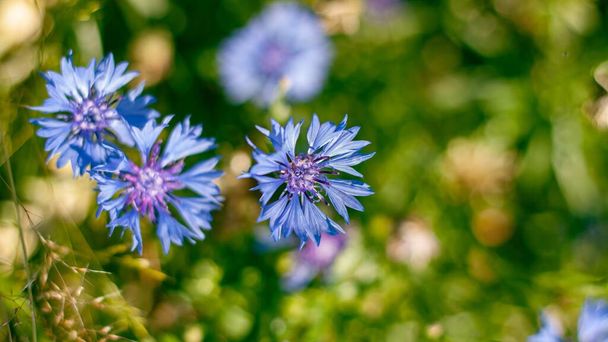 große blaue Kornblumenblüten genießen direkten Sonnenschein im verschwommenen grünen Sommergras, zarte Blütenstände am langen Stiel, romantische Kräuterflachsicht - Foto, Bild