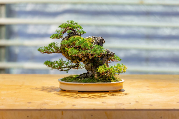Miniaturowa roślina uprawiana na tacy zgodnie z japońskimi tradycjami Bonsai - Zdjęcie, obraz